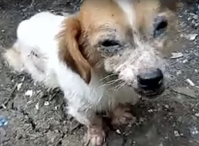 As Leonard's health improved, so did his...