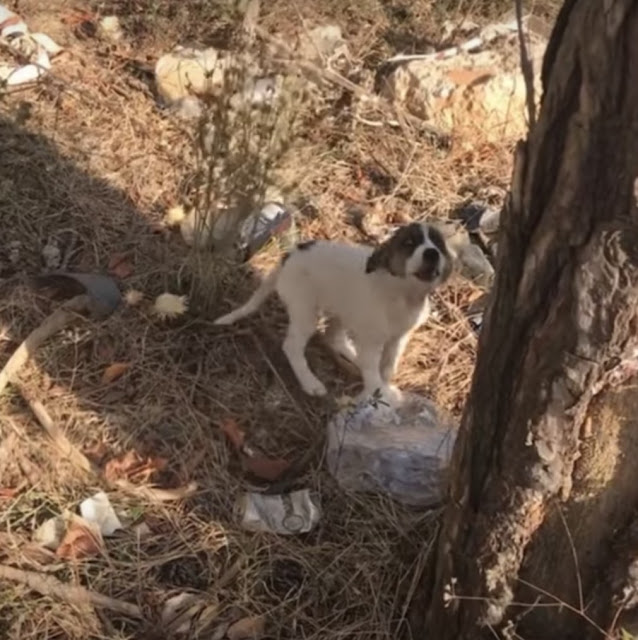 In spite of her struggles, Zarife showed...