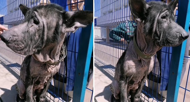 Enter a compassionate volunteer from Ang...