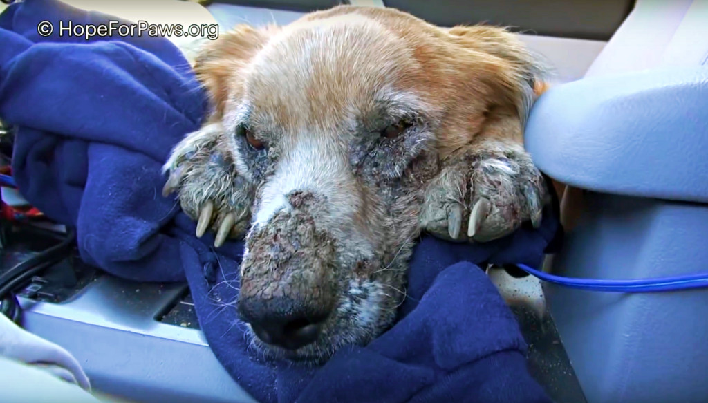 The team transported Pax to an animal ho...