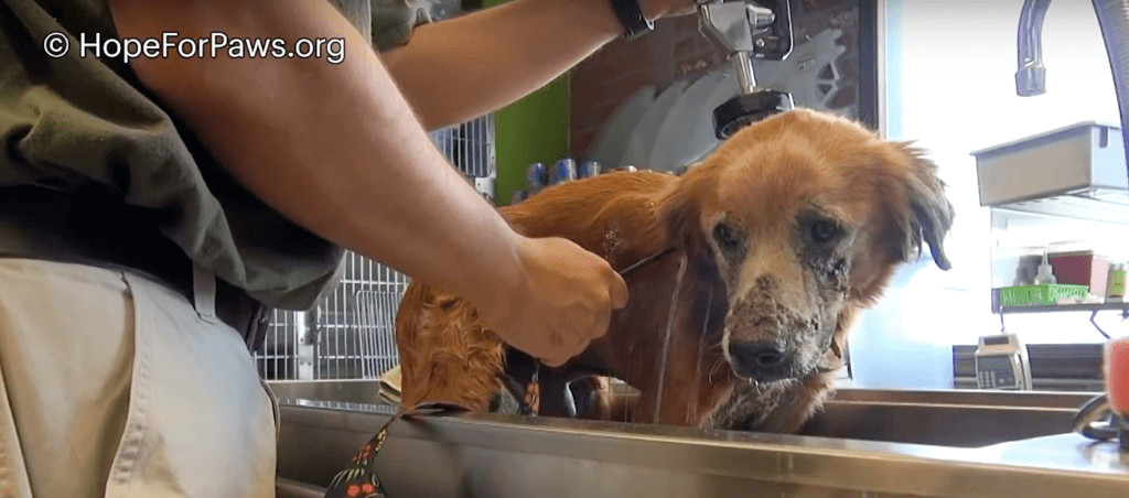 Shortly afterward, The Forgotten Dog Fou...