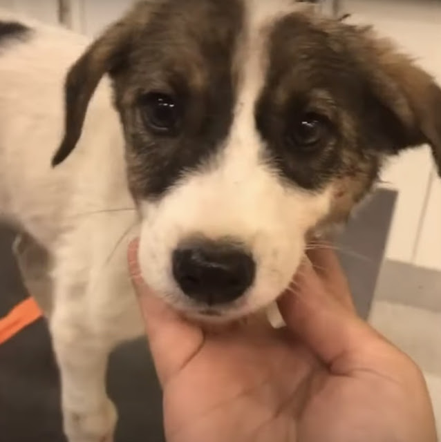 Though she hasn't yet found a permanent ...