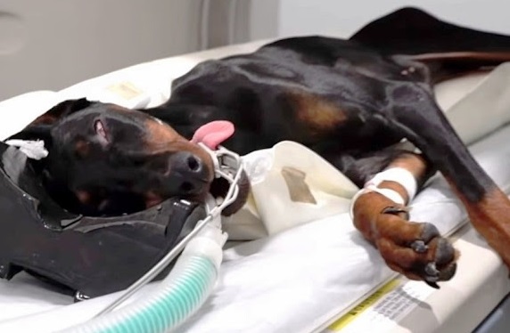 Extra image from article