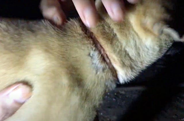 Remarkably, aside from the injury she su...