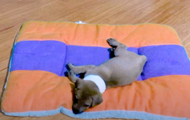 Extra image from article