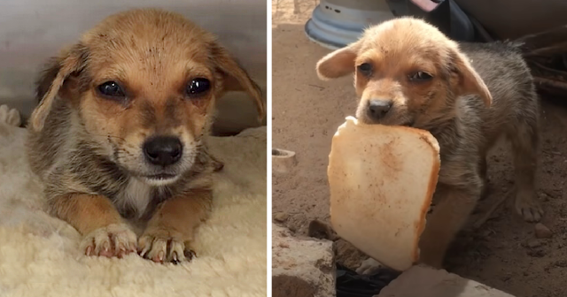 It remains a mystery how this tiny dog e...