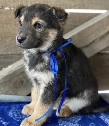 Extra image from article