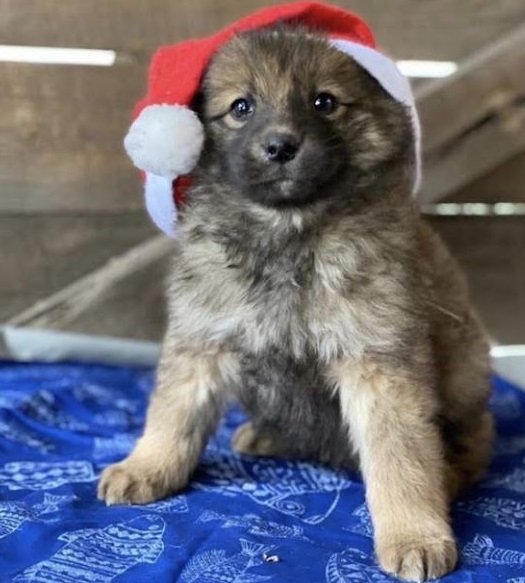 Extra image from article