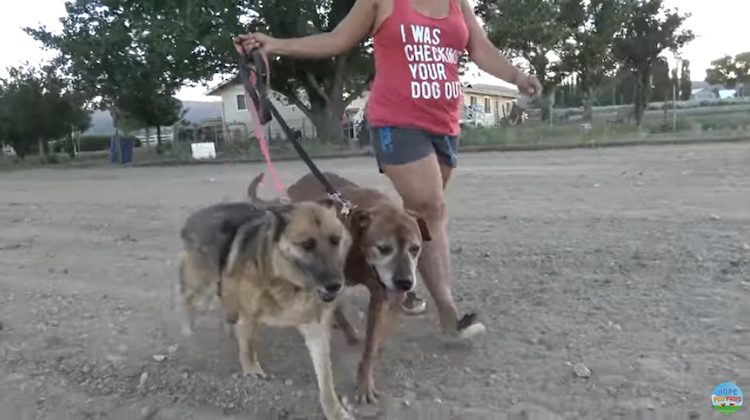 Once rescued, they named her Amelia. Eve...