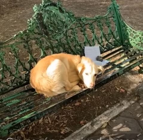 Thanks to the dedicated efforts of the r...