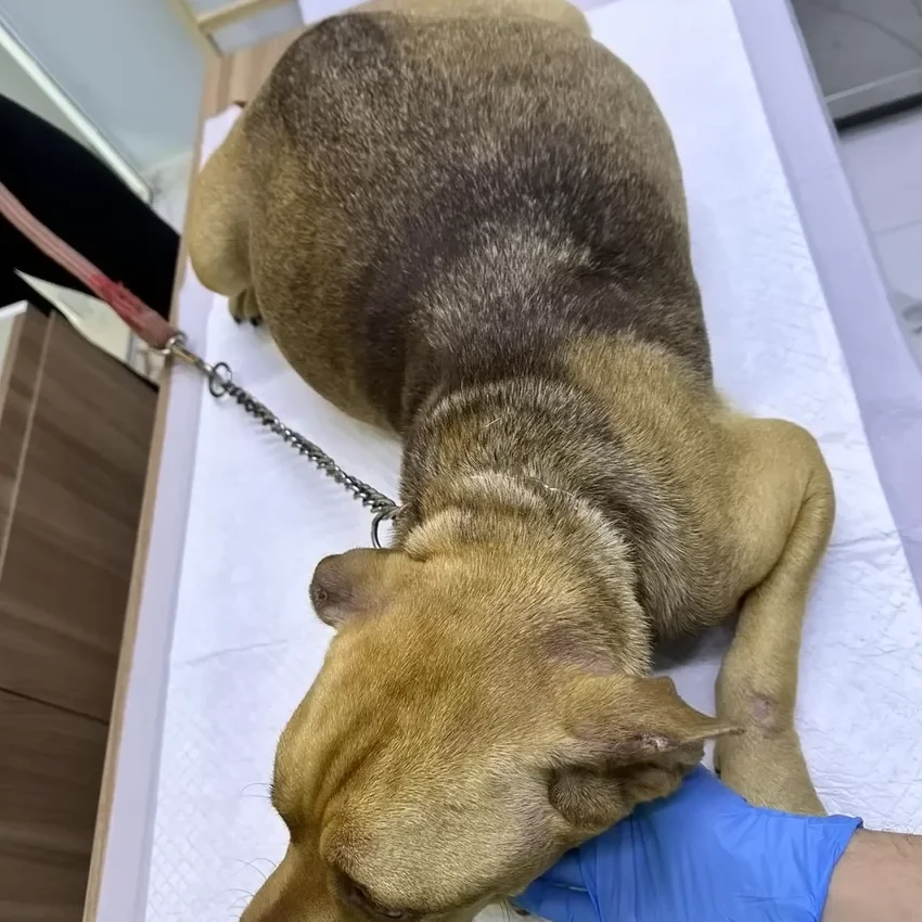 The dog was carrying not just a few, but...