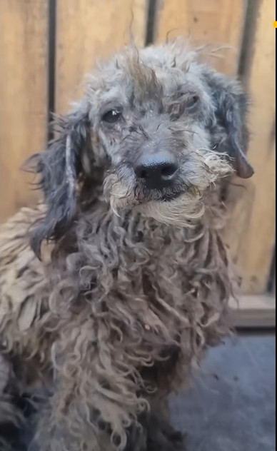 Extra image from article