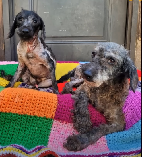 Extra image from article