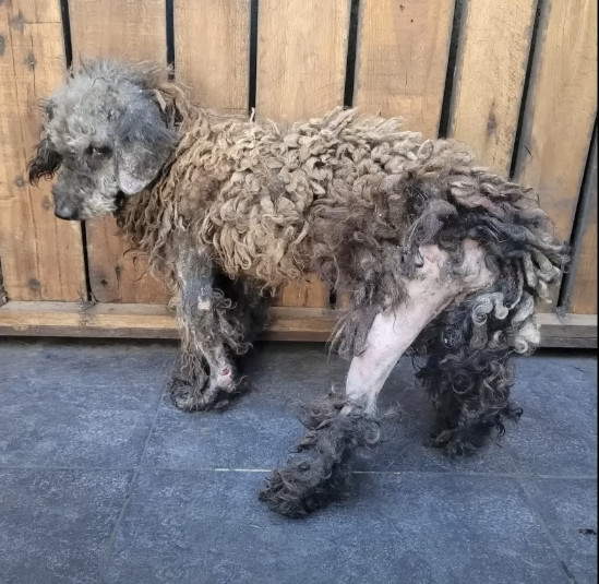 Extra image from article