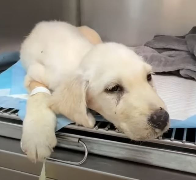 Extra image from article