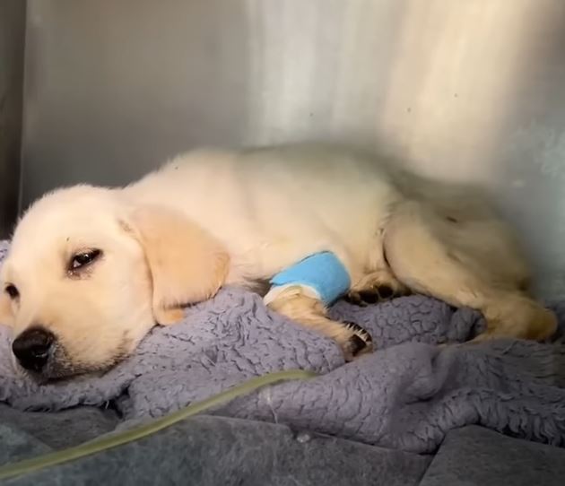 Extra image from article