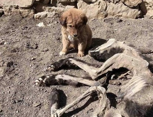 As the touching story of the puppy and i...