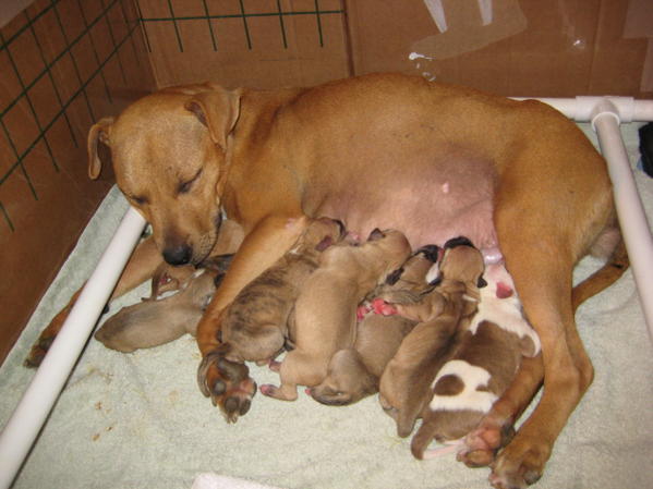 Animal welfare groups didn't delay in re...