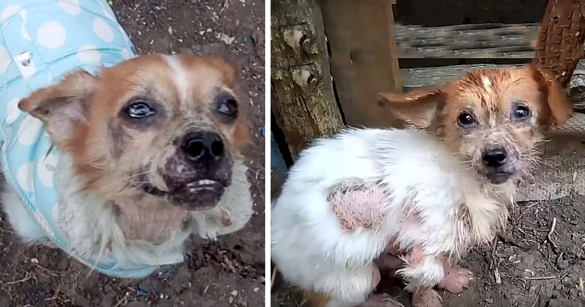 When rescuers found Leonard, his conditi...