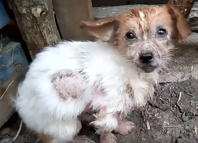 Everyone involved in Leonard's rescue an...