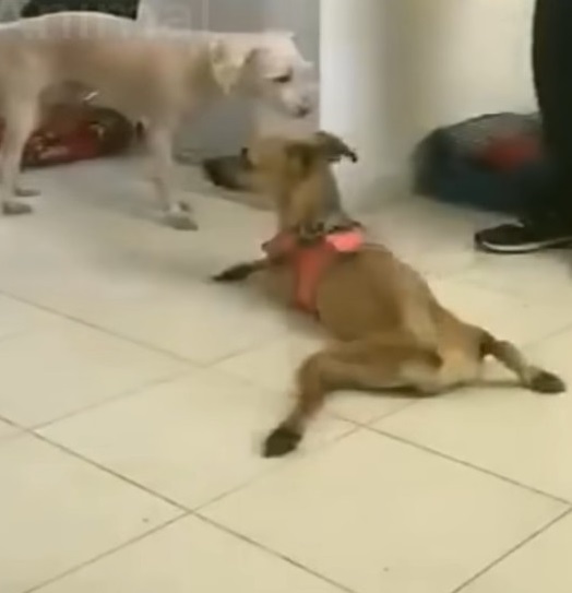 In the end, Eva found her forever home—a...