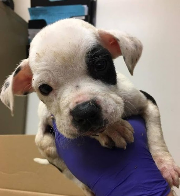 In a happy turn of events, Petey has fou...