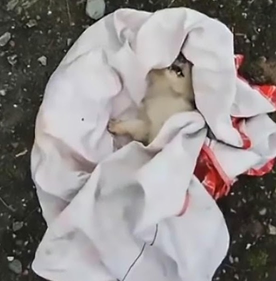 Extra image from article