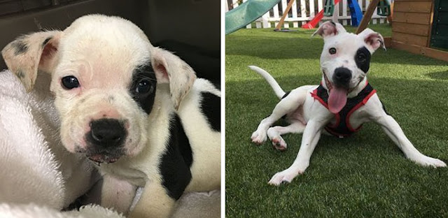 Extra image from article