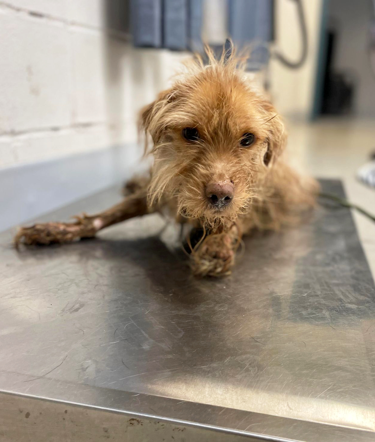 The story of Travolta's survival is rema...