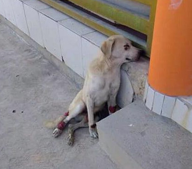 Upon being taken into care, Coronel unde...