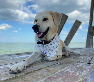 Extra image from article