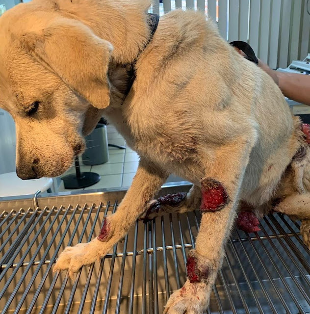 Finally, after enduring suffering and tr...