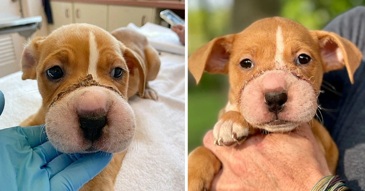 Cincinnati Animal CARE, located in the U...