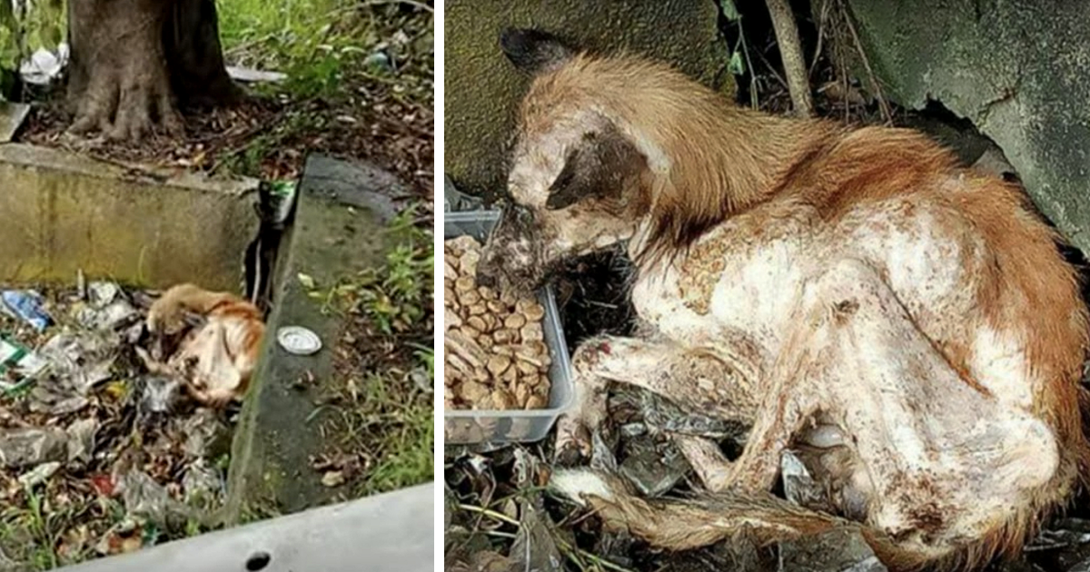 While we don't know much about the puppy...