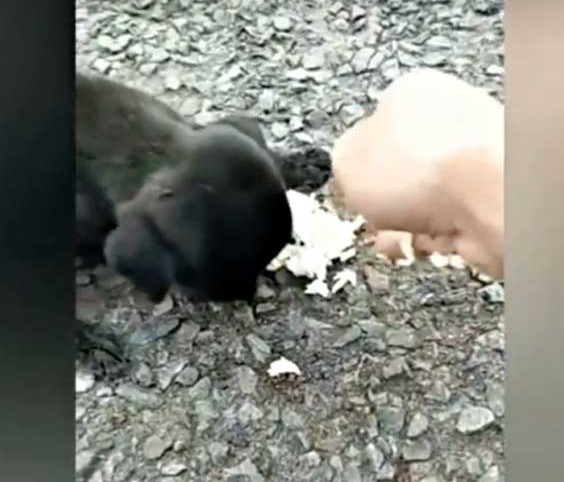 Extra image from article