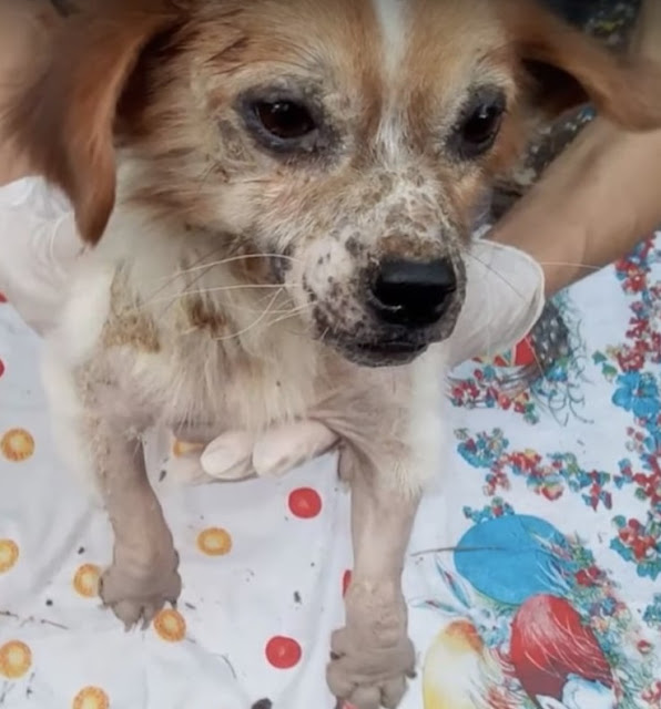 Extra image from article