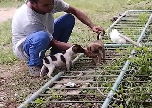 Extra image from article