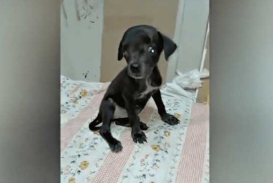 Extra image from article