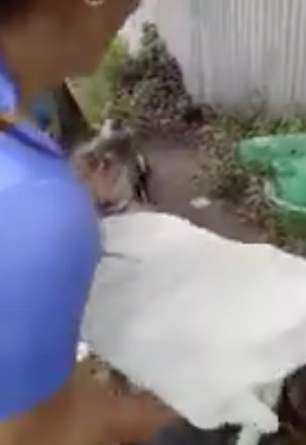 Extra image from article