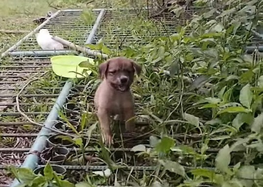 Extra image from article