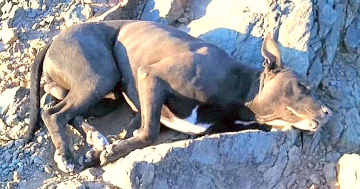 Seeing his critical condition, Andi acte...