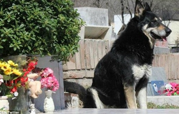 Capitan's days are spent roaming the cem...