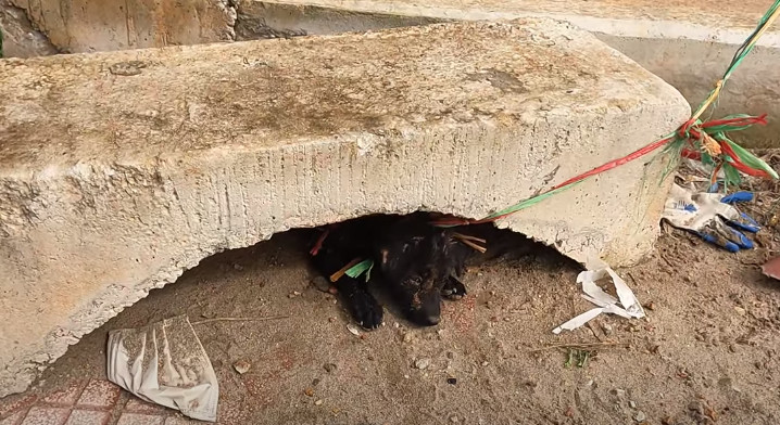This story of the dog's tranquil patienc...