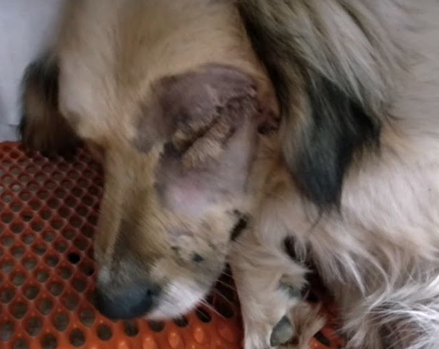 Extra image from article