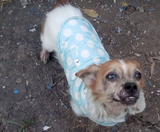 Extra image from article