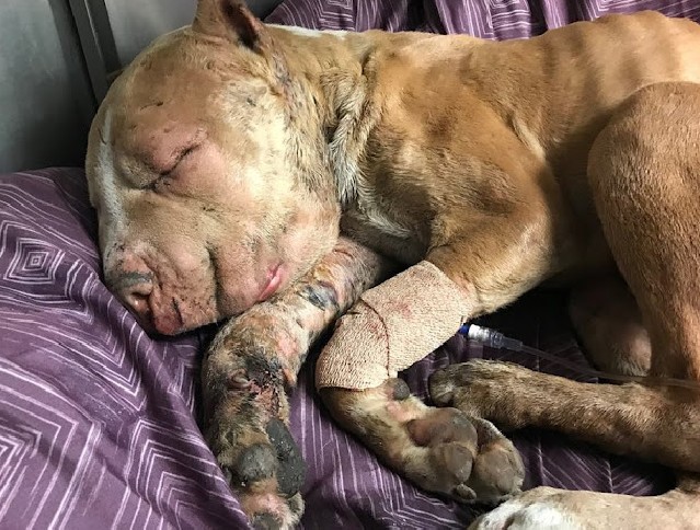 Marco's recovery journey proved to be a ...