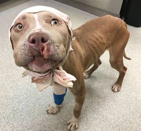 Extra image from article