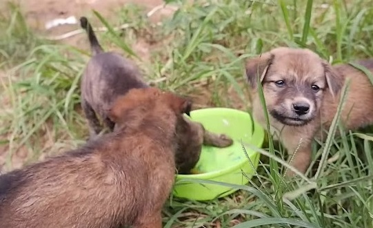 Extra image from article