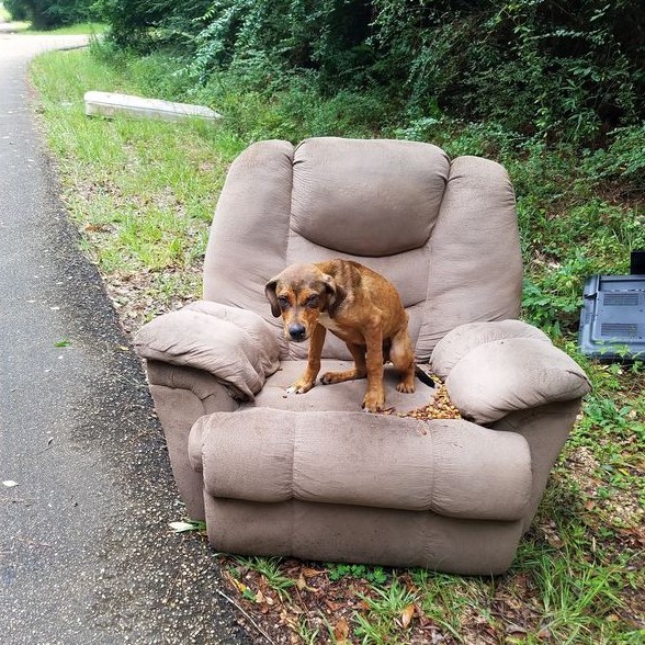 The puppy's tale quickly resonated with ...