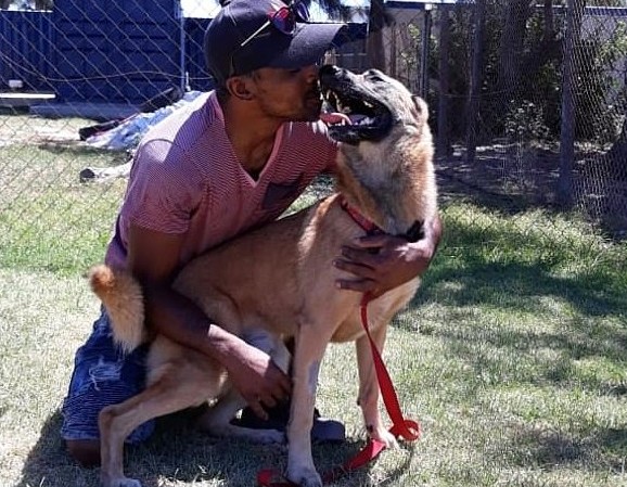 Heroic German Shepherd Duke Saves Owner in Robbery by Bravely Fending Off Attacker